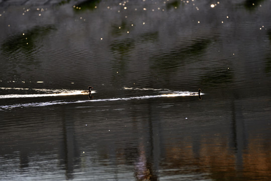 池塘水鸟