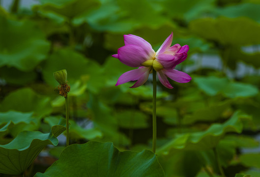 并蒂莲花