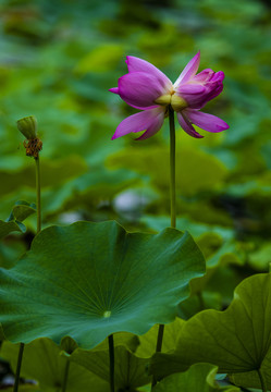 并蒂莲花