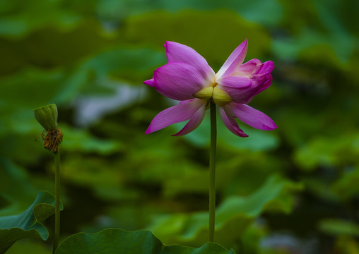 并蒂莲花