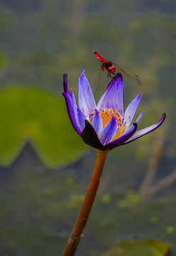 莲花上一只红蜻蜓