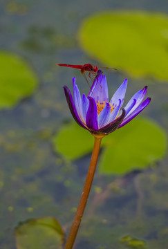 莲花上一只红蜻蜓