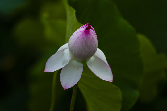 荷花莲花