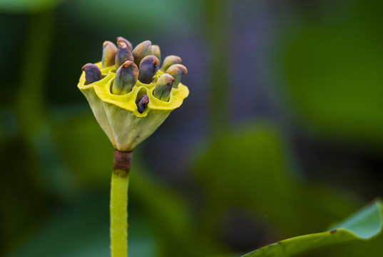 莲蓬莲籽