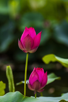 荷花莲花红莲