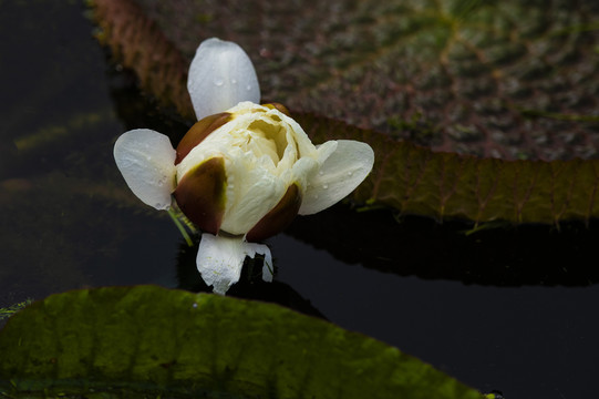 王莲花