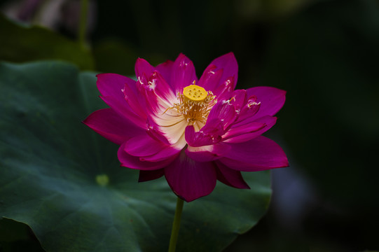 荷花莲花红莲