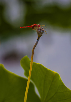 红蜻蜓