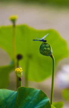 荷花莲蓬蜻蜓