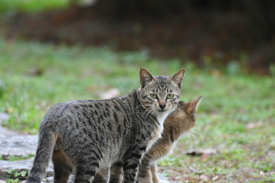 野猫