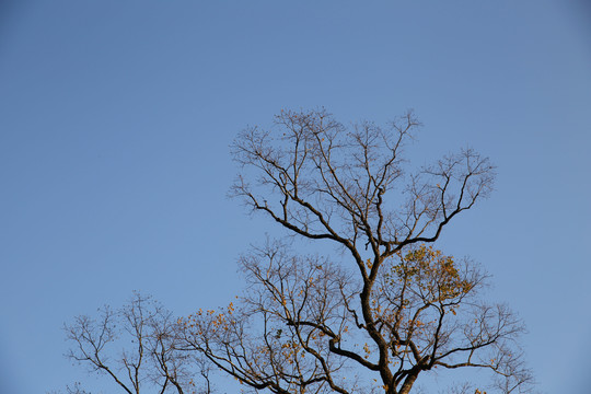 蓝天枯树枝