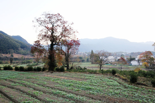 山村田园风景