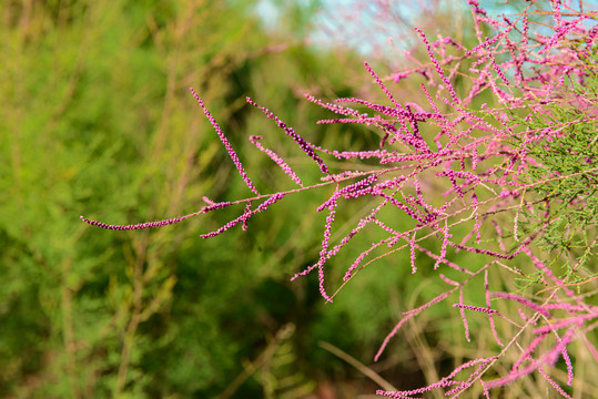 红柳开花