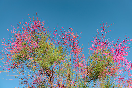 柽柳花枝