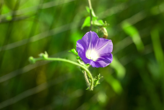 牵牛花