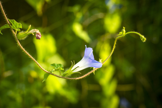 牵牛花