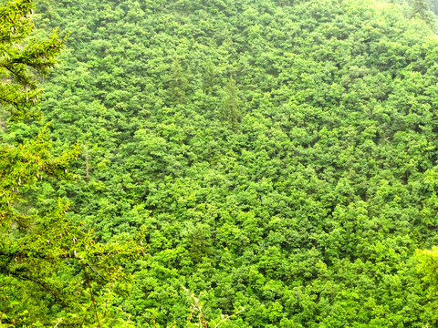 绿植山坡