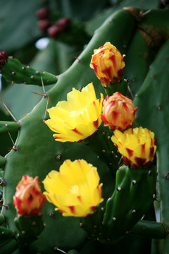 仙人掌花