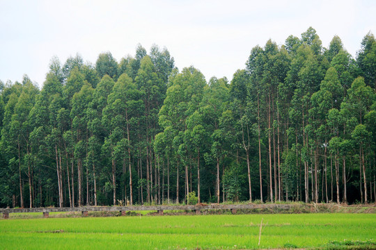 田园绿树