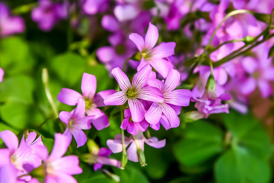 紫花酢浆草