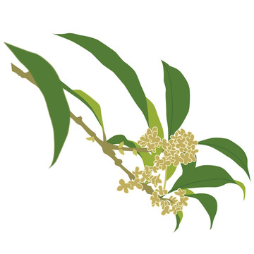 桂花矢量插畫