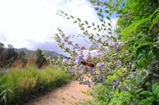 开花的荆条