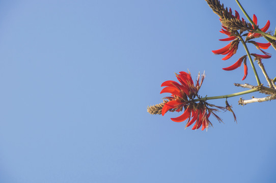 刺桐花花枝