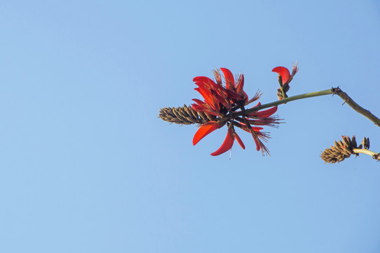 刺桐花孤芳