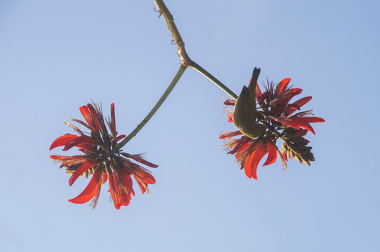 刺桐花和绣眼鸟