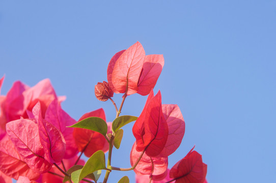 特写三角梅花瓣