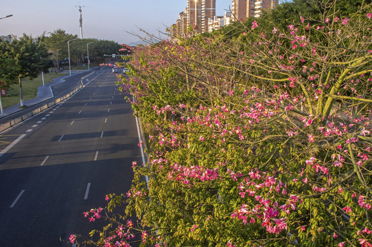 江滨北路车道和绿化树木