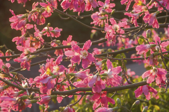 美丽异木棉粉色花枝