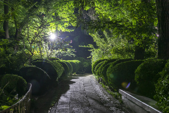 夜间林间小路景色