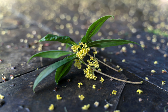 盛开的桂花