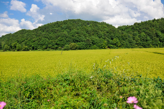 稻田田野天空素材