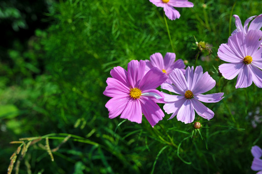 格桑花素材