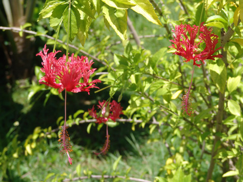 吊灯扶桑花