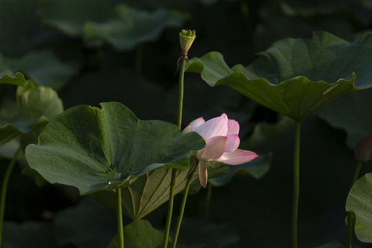 光影荷花绿叶