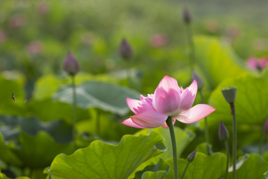 荷花绿叶