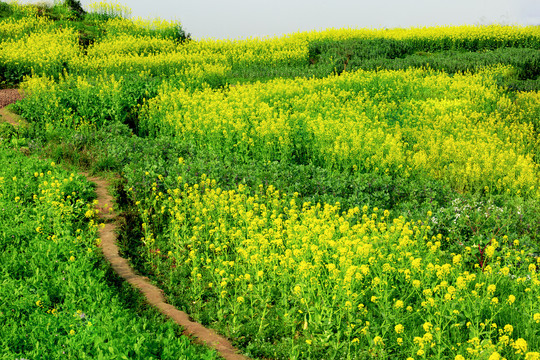 油菜花地