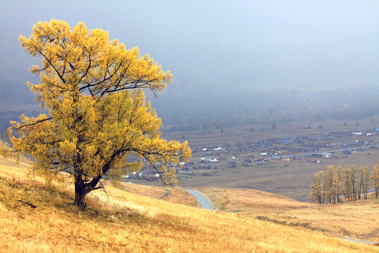 北疆风景大树