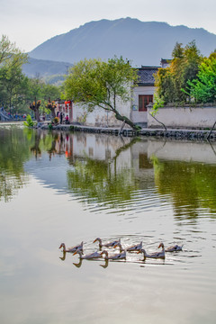 宏村家鸭