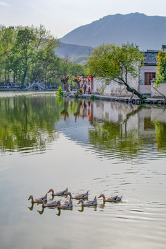 宏村家鸭