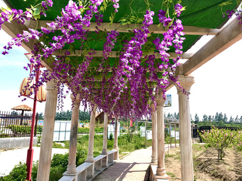 紫花廊