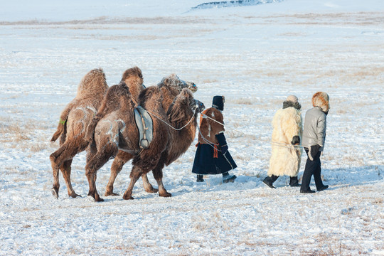 雪地草原蒙古族骆驼