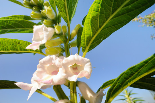 芝麻开花