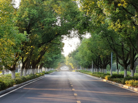 道路行道树