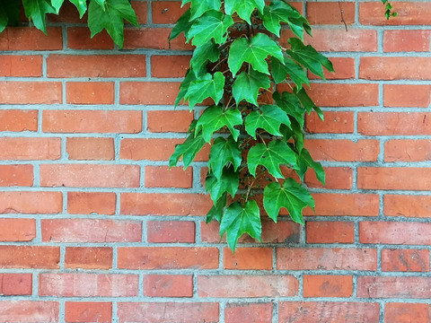 砖墙绿藤