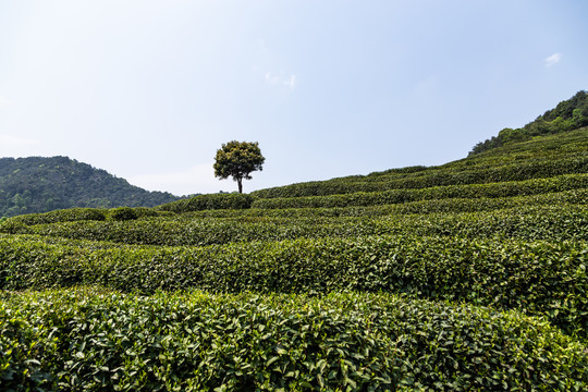 杭州龙井茶园