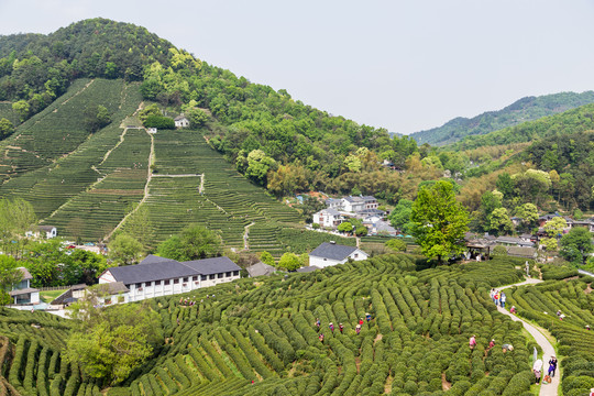 杭州龙井茶园